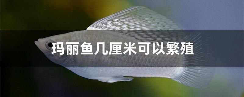 瑪麗魚幾厘米可以繁殖 白子關(guān)刀魚 第1張