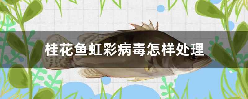 桂花魚(yú)虹彩病毒怎樣處理