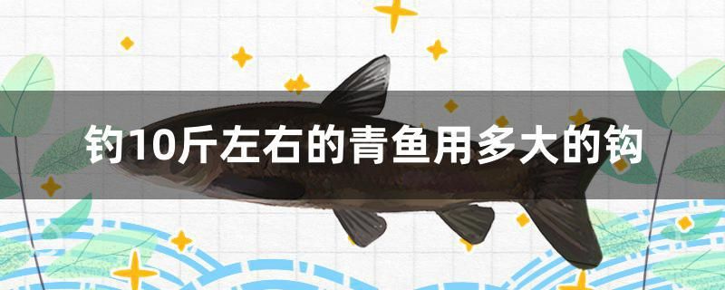 釣10斤左右的青魚用多大的鉤 虎魚百科 第1張