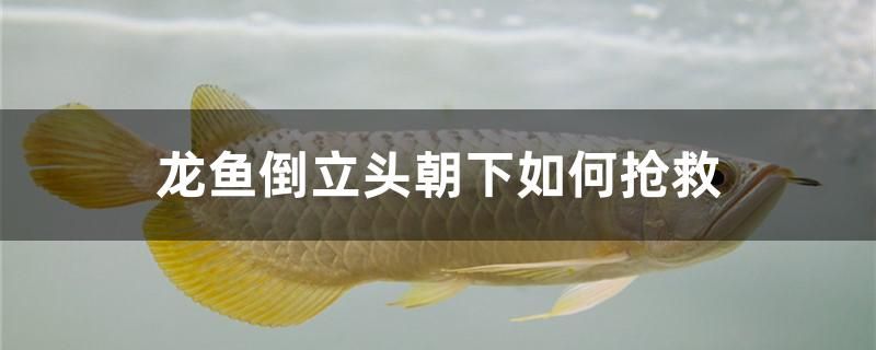 龍魚(yú)倒立頭朝下如何搶救 養(yǎng)魚(yú)知識(shí) 第1張