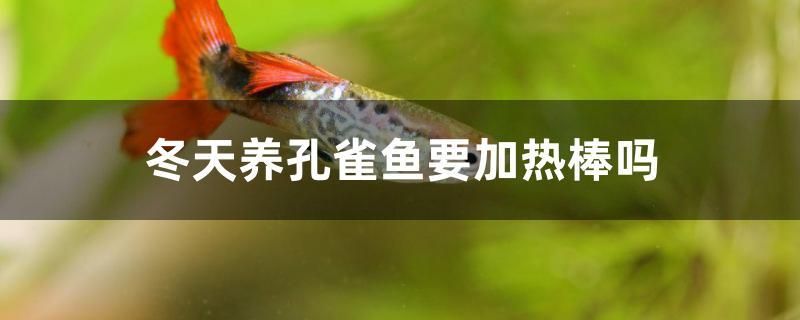 冬天養(yǎng)孔雀魚要加熱棒嗎 黃金貓魚百科 第1張