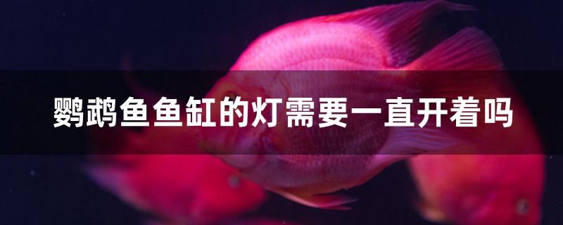 鸚鵡魚魚缸的燈需要一直開著嗎 彩鰈魚缸（彩蝶魚缸） 第1張