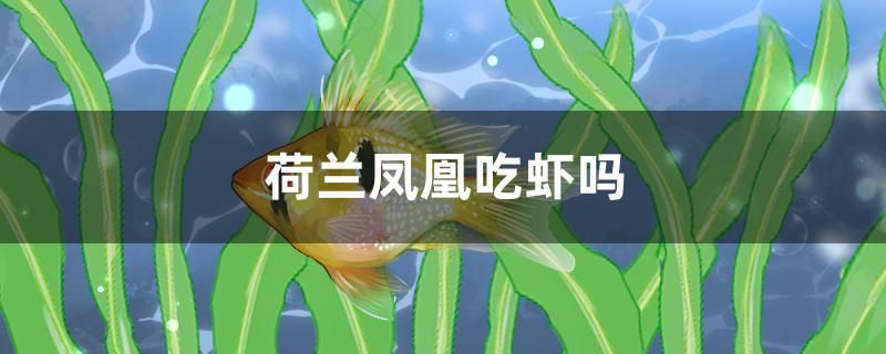 荷蘭鳳凰吃蝦嗎 黑桃A魚(yú)苗 第1張