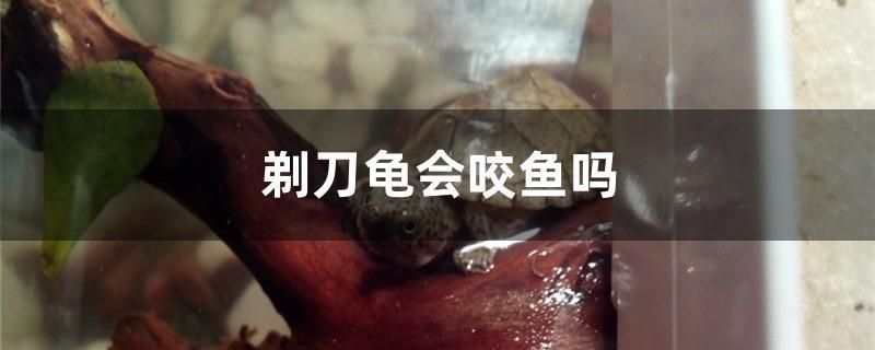 剃刀龜會咬魚嗎 九鼎魚缸 第1張