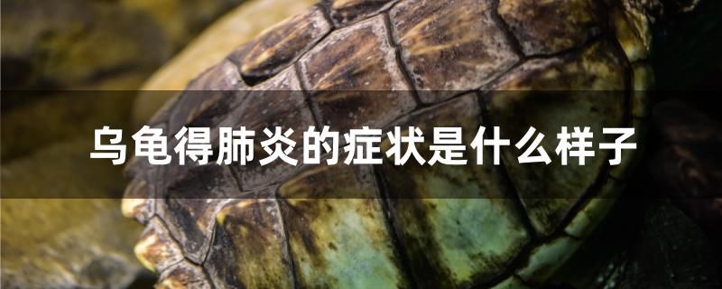 烏龜?shù)梅窝椎陌Y狀是什么樣子 南美異型魚 第1張