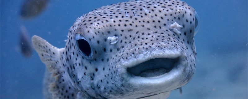 觀賞魚不喂的情況下能活幾天觀賞魚怎么喂食長得好 白條過背金龍魚 第1張