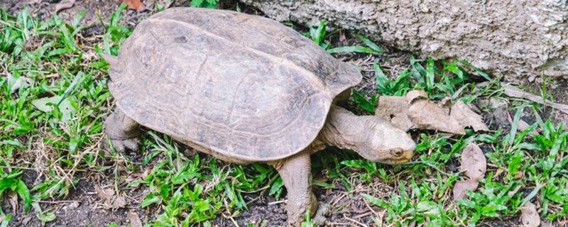 小烏龜多久喂一次龜糧給小烏龜喂食要注意什么 帝王三間魚 第1張