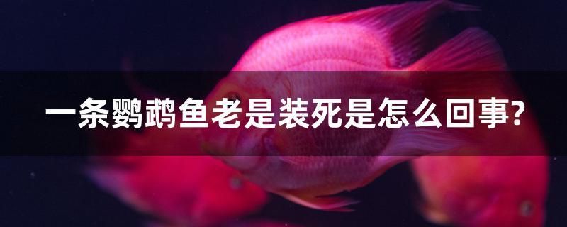 一條鸚鵡魚老是裝死是怎么回事？ 雪龍魚 第1張