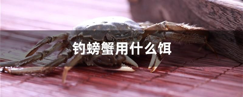 釣螃蟹用什么餌 元寶鳳凰魚(yú)百科 第1張