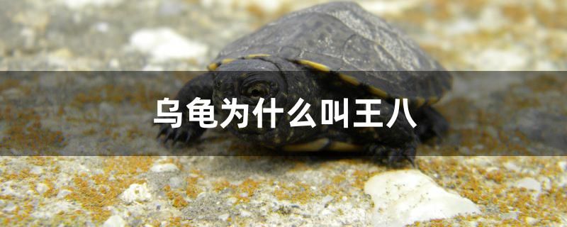 烏龜為什么叫王八 水族品牌 第1張