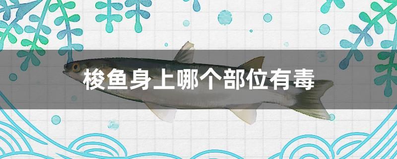 梭魚身上哪個部位有毒 魚缸凈水劑 第1張