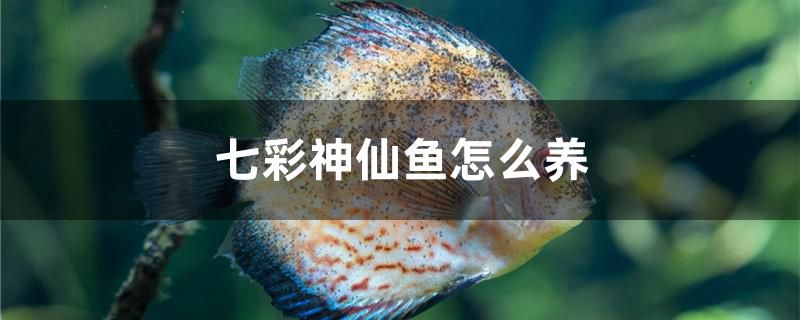 七彩神仙魚(yú)怎么養(yǎng) 熱帶魚(yú)魚(yú)苗批發(fā) 第1張