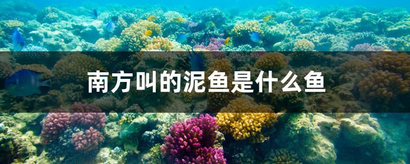 南方叫的泥魚是什么魚 魚缸水質(zhì)穩(wěn)定劑 第1張