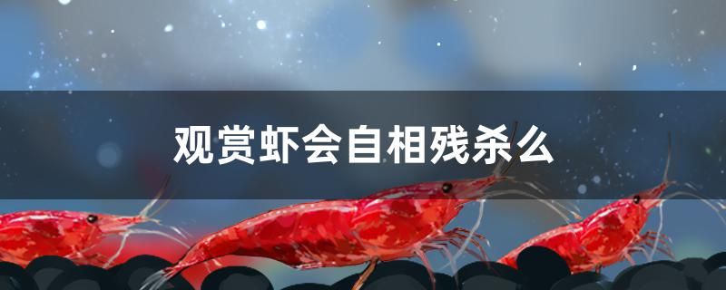 觀賞蝦會(huì)自相殘殺么 黑桃A魚(yú) 第1張