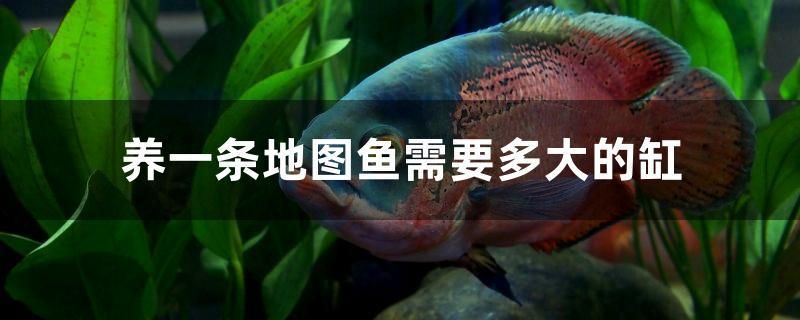 養(yǎng)一條地圖魚需要多大的缸