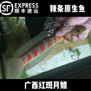 紅帝王雷龍魚和什么魚混養(yǎng)最好看(紅帝王雷龍魚和什么魚混養(yǎng)最好看呢) 玫瑰銀版魚 第2張