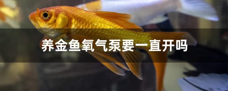 養(yǎng)金魚氧氣泵要一直開(kāi)嗎 紅龍魚魚糧飼料 第1張