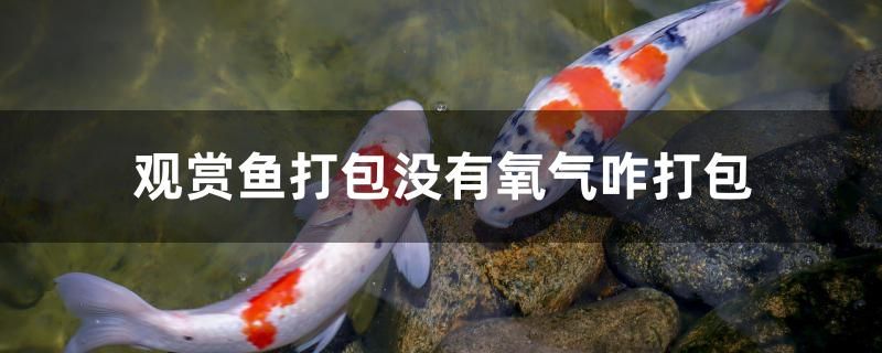 觀賞魚打包沒有氧氣咋打包 金老虎魚 第1張