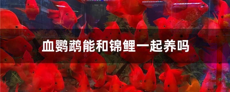 血鸚鵡能和錦鯉一起養(yǎng)嗎 狗仔招財(cái)貓魚 第1張