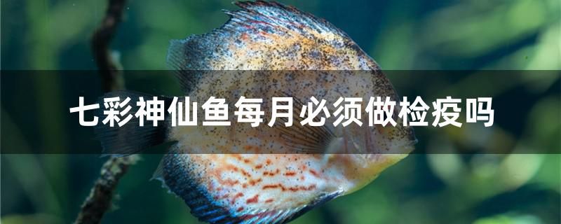 七彩神仙魚每月必須做檢疫嗎 藍底過背金龍魚 第1張