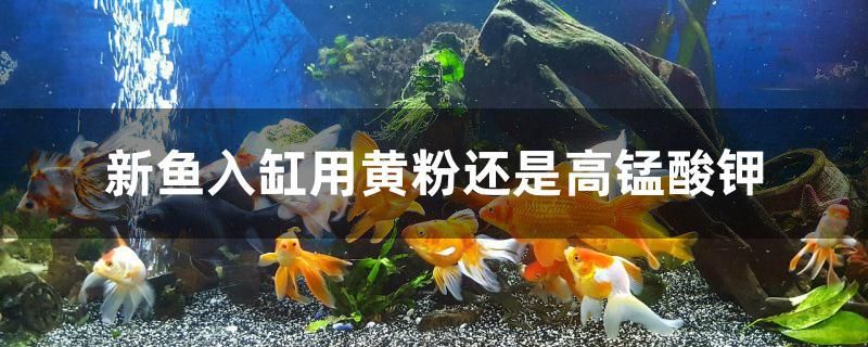 新魚入缸用黃粉還是高錳酸鉀 魚缸定做 第1張