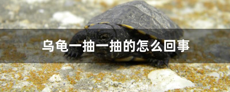 烏龜一抽一抽的怎么回事 祥龍傳奇品牌魚缸 第1張