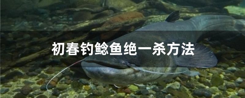 魚缸內(nèi)景圖片大全大圖（ 魚缸內(nèi)部裝飾效果圖） 球鯊魚