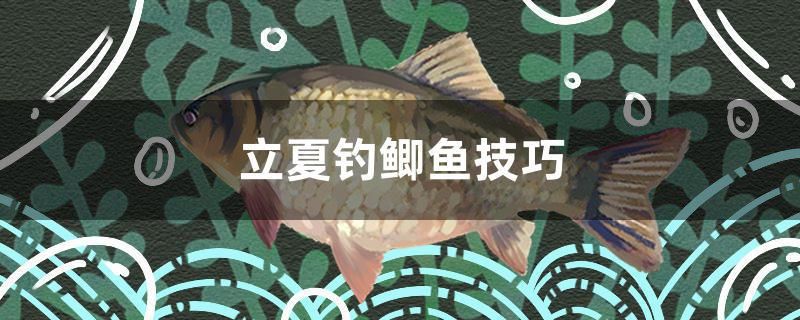 立夏釣鯽魚技巧