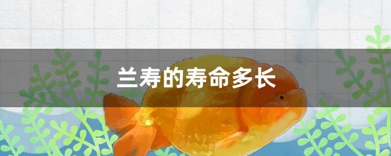 蘭壽的壽命多長(zhǎng) 羽毛刀魚苗 第1張