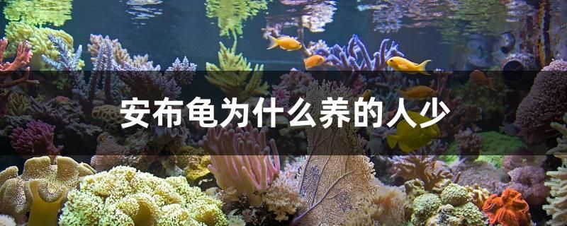 安布龜為什么養(yǎng)的人少 三間鼠魚苗 第1張