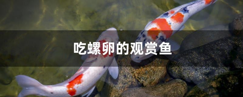 吃螺卵的觀賞魚(yú) 泰國(guó)虎魚(yú) 第1張