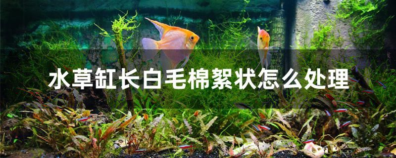 水草缸長白毛棉絮狀怎么處理