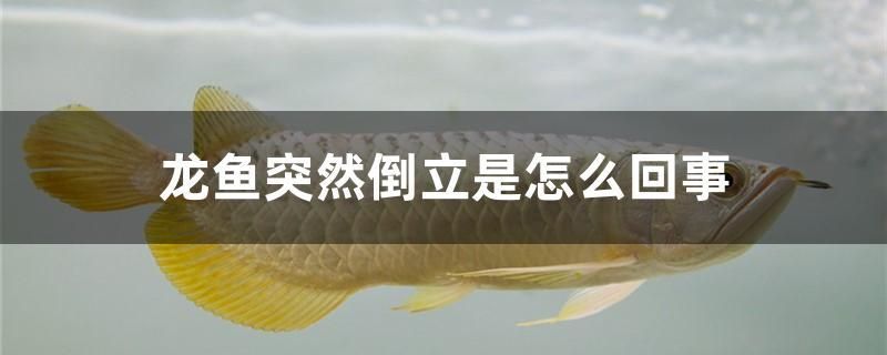 廣東觀賞魚市場排名（廣州適合養(yǎng)什么觀賞魚） 黃鰭鯧魚 第2張