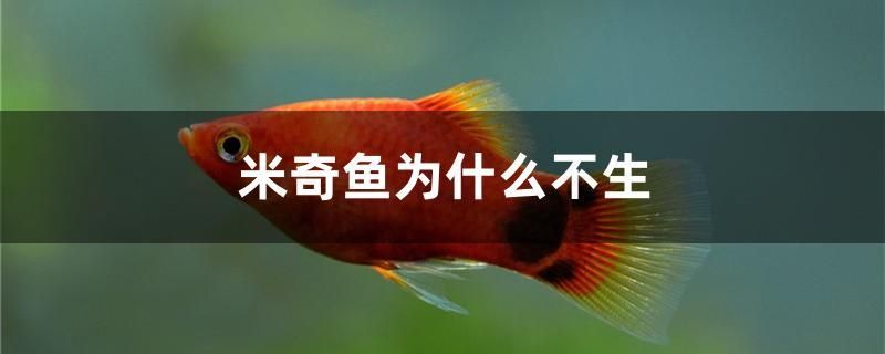 米奇魚為什么不生