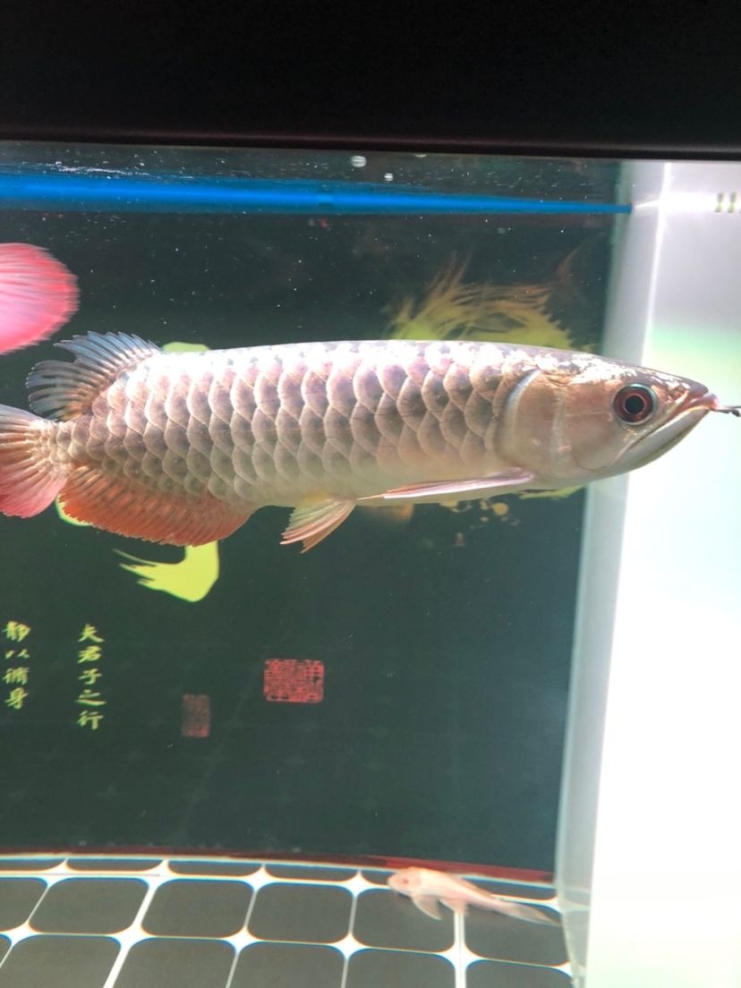 魚友幫忙看看怎么樣 觀賞魚論壇 第8張