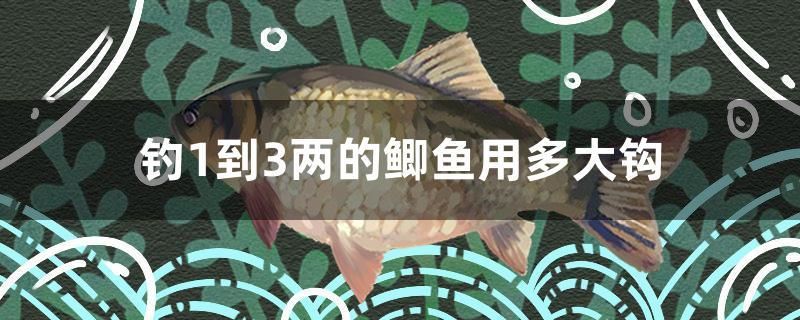 釣1到3兩的鯽魚用多大鉤