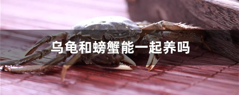 烏龜和螃蟹能一起養(yǎng)嗎 祥龍水族醫(yī)院 第1張