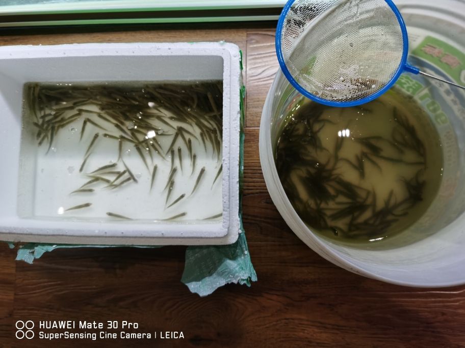 粘玻璃魚(yú)缸用什么膠最牢固好(黏魚(yú)缸用那種玻璃膠)