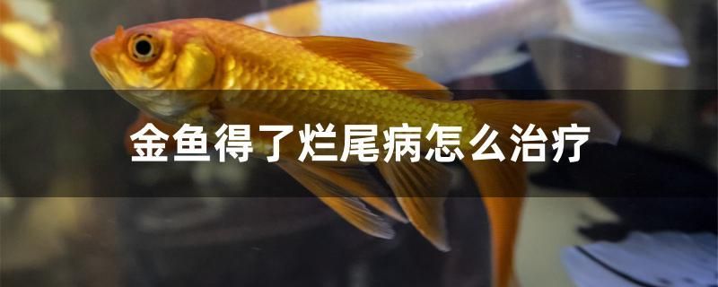 金魚得了爛尾病怎么治療 水族周邊 第1張