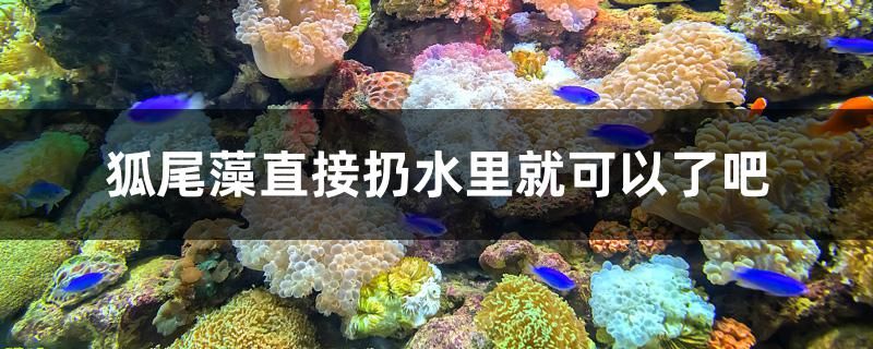 狐尾藻直接扔水里就可以了吧 印尼三紋虎 第1張