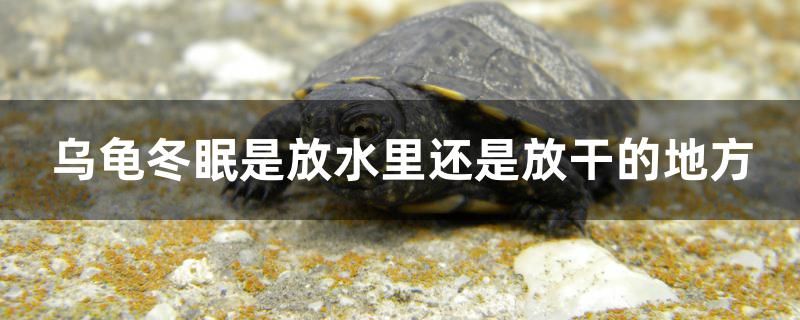 烏龜冬眠是放水里還是放干的地方 赤焰中國虎魚 第1張