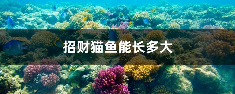 招財貓魚能長多大 馬來西亞咖啡 第1張