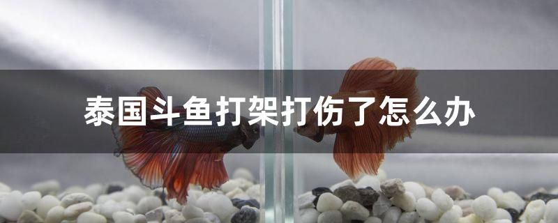 泰國斗魚打架打傷了怎么辦 白玉紅龍魚 第1張