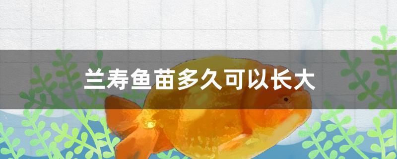 蘭壽魚苗多久可以長大 野生地圖魚 第1張