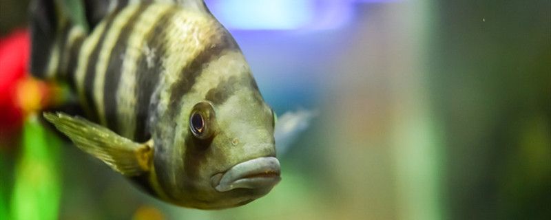 魚缸增氧泵噪音很大怎么解決如何降低增氧泵的噪音 大白鯊魚 第1張