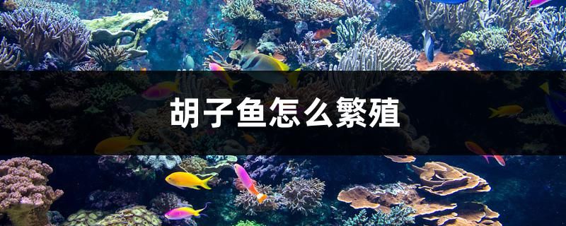 胡子魚怎么繁殖 虎紋銀版魚 第1張