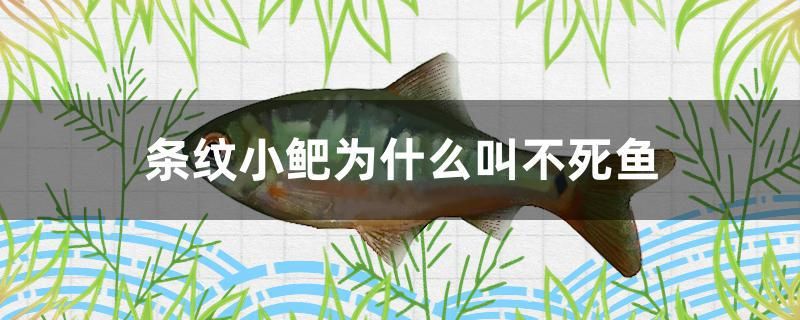 條紋小鲃為什么叫不死魚