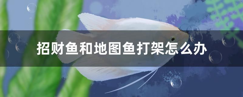 招財魚和地圖魚打架怎么辦 肥料 第1張