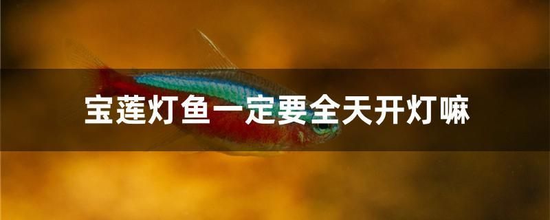 寶蓮燈魚一定要全天開燈嘛 財(cái)神鸚鵡魚 第1張