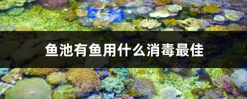 魚池有魚用什么消毒最佳